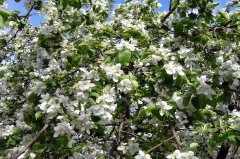 Peste 1,4 milioane de români îşi serbează onomastica de Florii