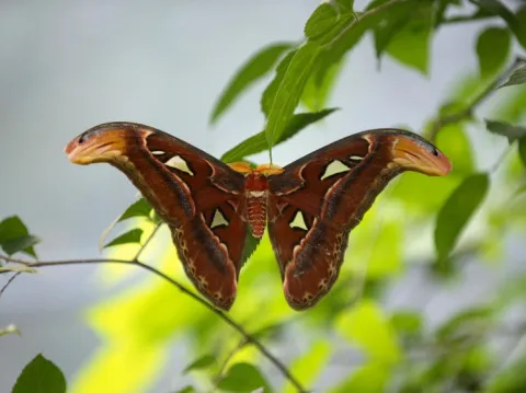 Certitudinea nădejdii