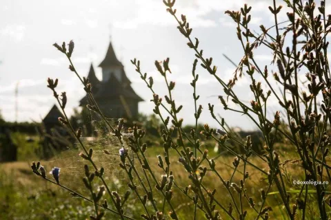 Proiect pilot: Eco-inițiative în parohiile din România și Republica Moldova