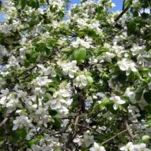 Peste 1,4 milioane de români îşi serbează onomastica de Florii